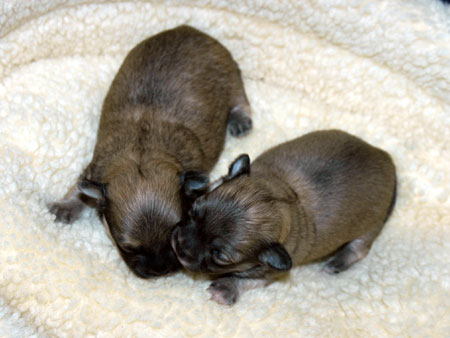 Chihuahua