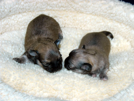 Chihuahua