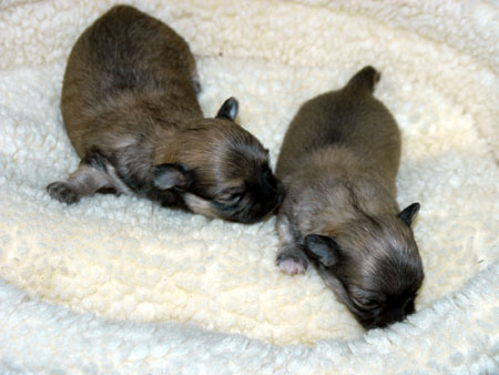 Chihuahua