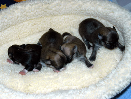 Chihuahua