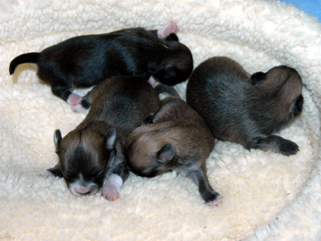 Chihuahua