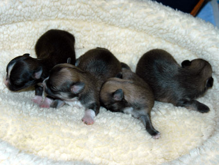 Chihuahua