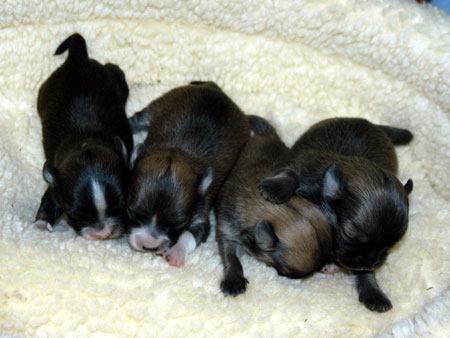 Chihuahua