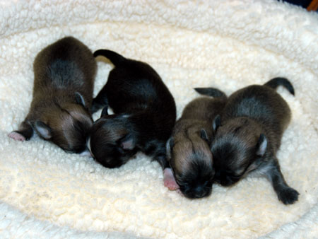 Chihuahua