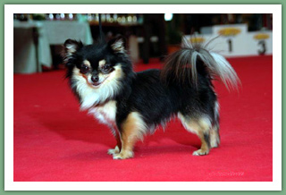 Nacimo - Chihuahua
