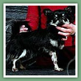 Vicky du C&egrave;dre Enchant&eacute; - Chihuahua