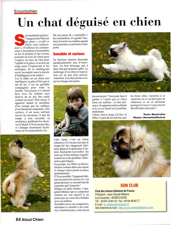 Epagneul du Tibet, tib&eacute;tain - article page 3
