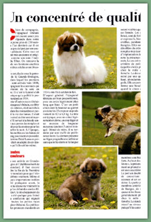 Epagneul tib&eacute;tain - article page 2