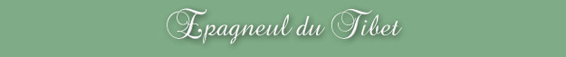 Epagneul du Tibet