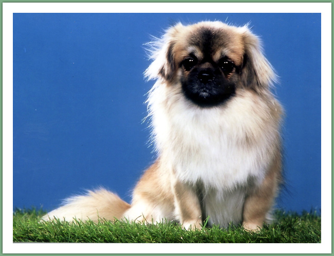 Epagneul du Tibet, Tib&eacute;tain - Chiens