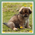 Epagneul du tibet, Tib&eacute;tain - Chiens