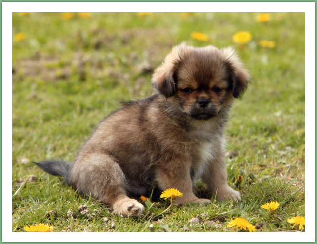 Epagneul du Tibet, Tib&eacute;tain - Chiens