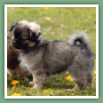 Epagneul du tibet, Tib&eacute;tain - Chiens