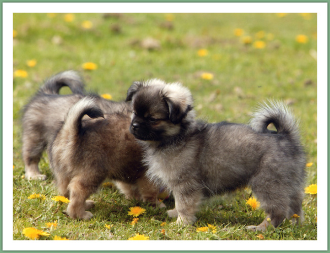 Epagneul du Tibet, Tib&eacute;tain - Chiens