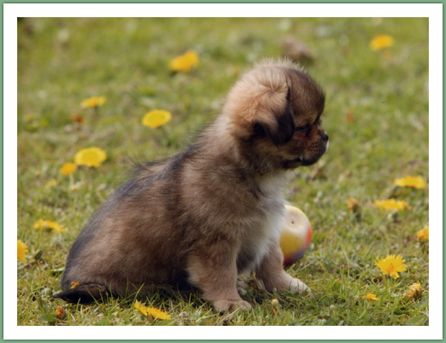 Epagneul du Tibet, Tib&eacute;tain - Chiens
