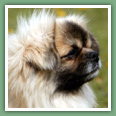 Epagneul du tibet, Tib&eacute;tain - Chiens