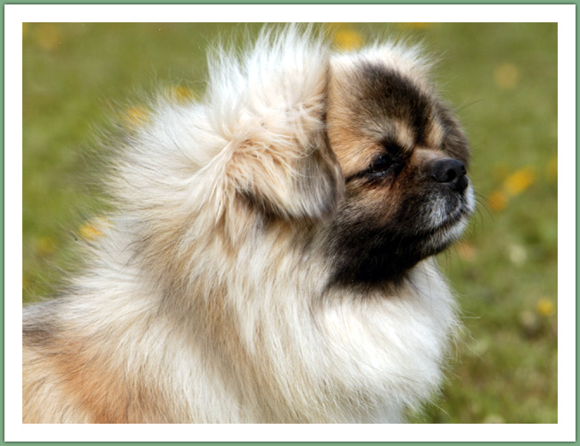 Epagneul du Tibet, Tib&eacute;tain - Chiens