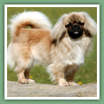 Epagneul du tibet, Tib&eacute;tain - Chiens
