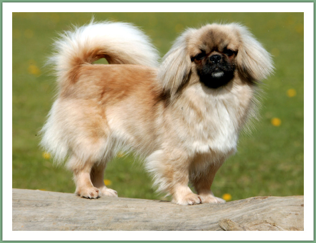 Epagneul du Tibet, Tib&eacute;tain - Chiens