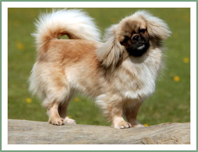 Epagneul du Tibet, Tib&eacute;tain - Chiens
