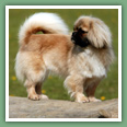 Epagneul du tibet, Tib&eacute;tain - Chiens