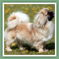 Epagneul du tibet, Tib&eacute;tain - Chiens