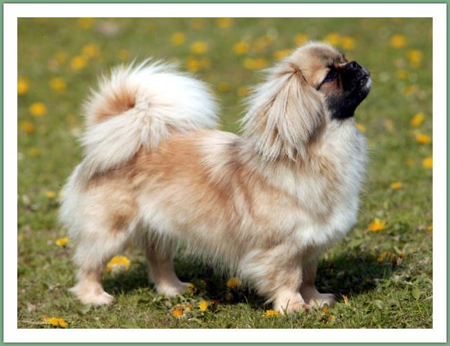 Epagneul du Tibet, Tib&eacute;tain - Chiens