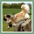 Epagneul du tibet, Tib&eacute;tain - Chiens