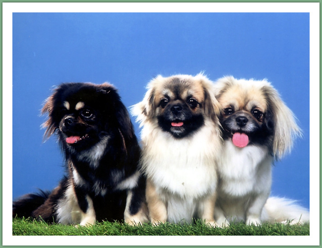 Epagneul du Tibet, Tib&eacute;tain - Chiens