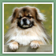 Epagneul du tibet, Tib&eacute;tain - Chiens