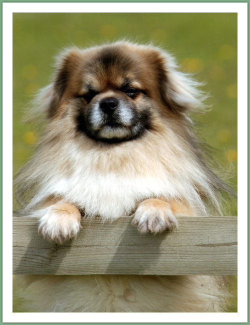 Epagneul du Tibet, Tib&eacute;tain - Chiens