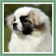 Epagneul du tibet, Tib&eacute;tain - Chiens