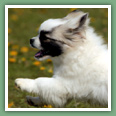 Epagneul du tibet, Tib&eacute;tain - Chiens