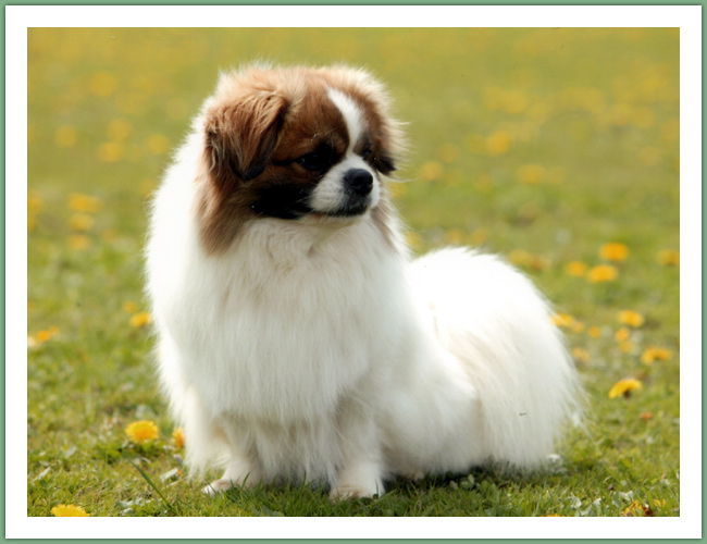 Epagneul du Tibet, Tib&eacute;tain - Chiens