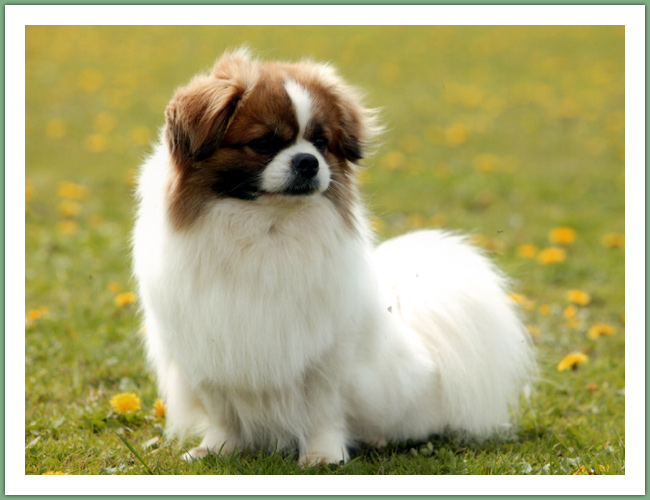 Epagneul du Tibet, Tib&eacute;tain - Chiens