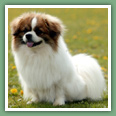 Epagneul du tibet, Tib&eacute;tain - Chiens