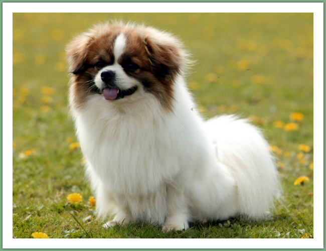 Epagneul du Tibet, Tib&eacute;tain - Chiens