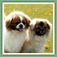 Epagneul du tibet, Tib&eacute;tain - Chiens