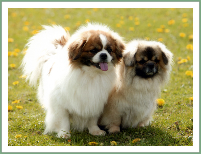 Epagneul du Tibet, Tib&eacute;tain - Chiens