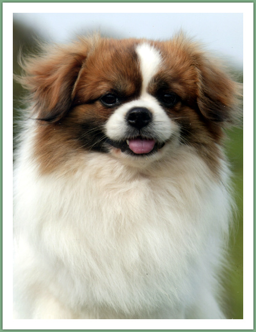 Epagneul du Tibet, Tib&eacute;tain - Chiens