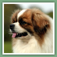 Epagneul du tibet, Tib&eacute;tain - Chiens