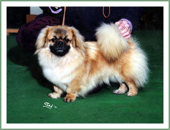 Epagneul du Tibet, Tib&eacute;tain - Chiens