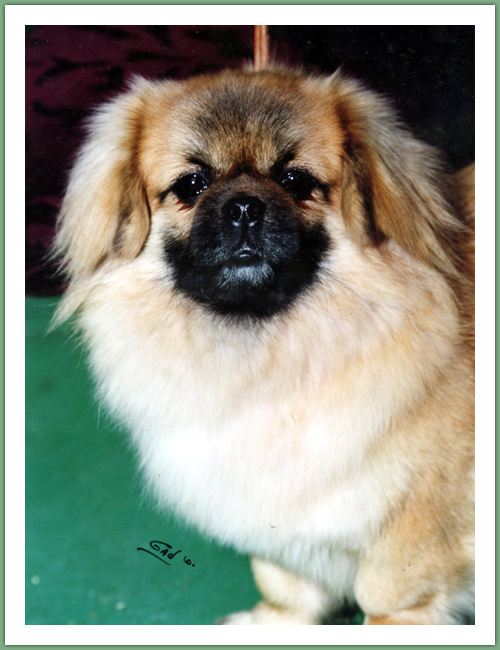 Epagneul du Tibet, Tib&eacute;tain - Chiens
