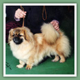 Epagneul du tibet, Tib&eacute;tain - Chiens