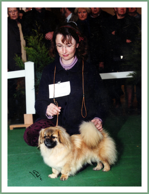 Epagneul du Tibet, Tib&eacute;tain - Chiens