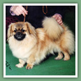 Epagneul du tibet, Tib&eacute;tain - Chiens