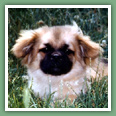 Epagneul du tibet, Tib&eacute;tain - Chiens