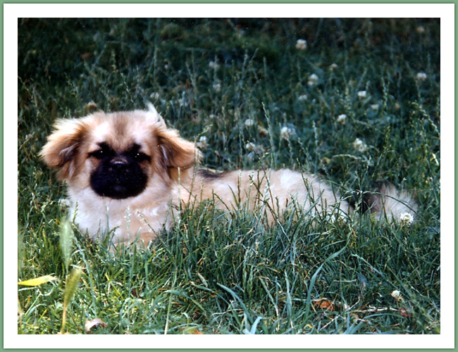 Epagneul du Tibet, Tib&eacute;tain - Chiens