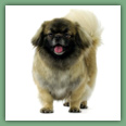 Epagneul du tibet, Tib&eacute;tain - Chiens