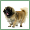 Epagneul du tibet, Tib&eacute;tain - Chiens